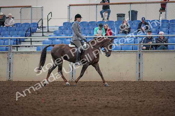 2019 Morgan Horse Show - Aug 31, 2019 - 07429