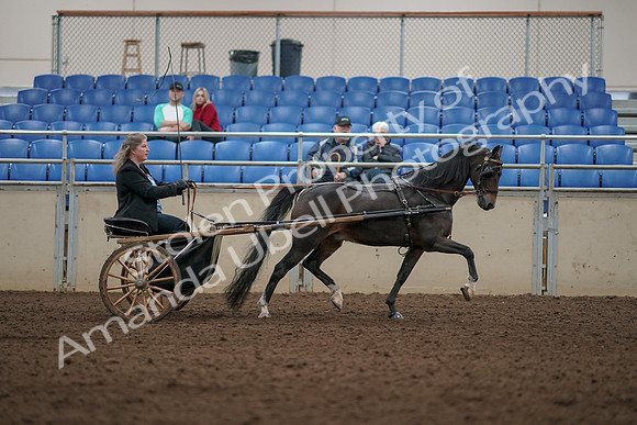 2019 Morgan Horse Show - Aug 31, 2019 - 04542