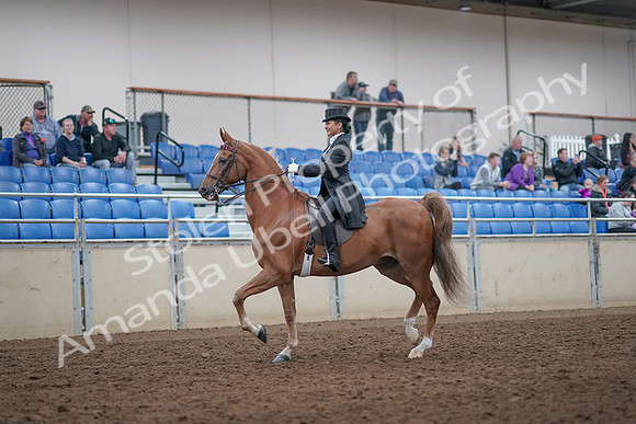 2019 Morgan Horse Show - Aug 31, 2019 - 20381