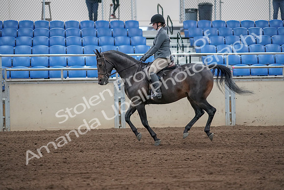 2019 Morgan Horse Show - Sept 01, 2019 - 10967_1
