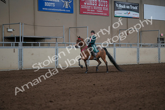 2019 Morgan Horse Show - Sept 01, 2019 - 13449