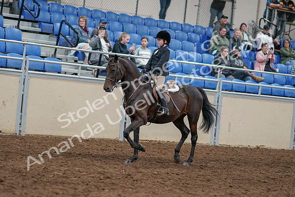 2020 - AB Morgan Horse - Sun, Sept 06 - 07889