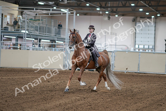 2020 - AB Morgan Horse - Sat, Sept 05 - 06140