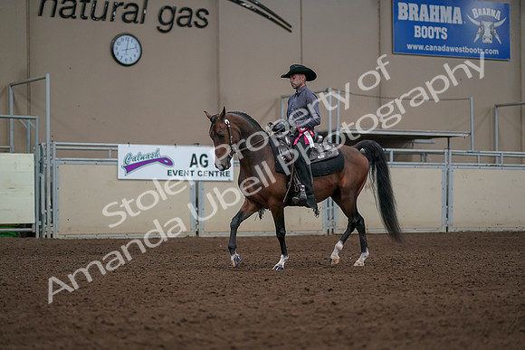 2019 Morgan Horse Show - Aug 31, 2019 - 06258