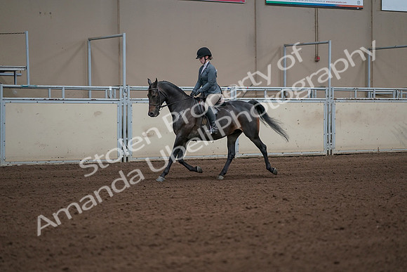 2019 Morgan Horse Show - Sept 01, 2019 - 10907