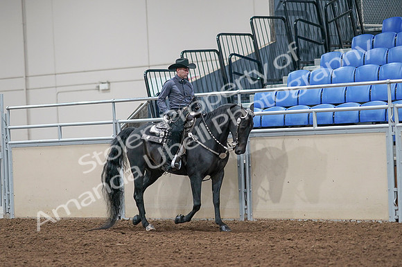 2020 - AB Morgan Horse - Fri, Sept 04 - 08461