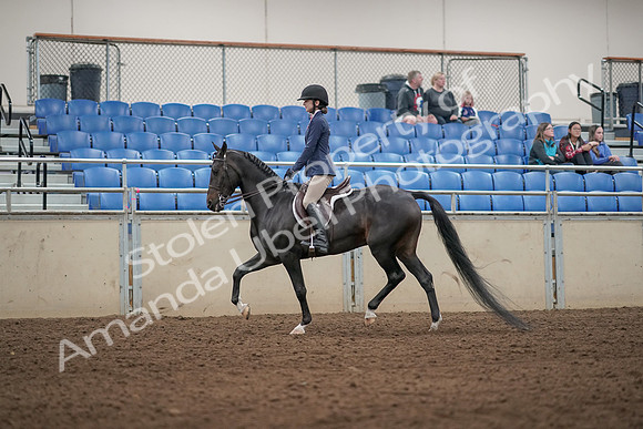 2019 Morgan Horse Show - Aug 31, 2019 - 04880