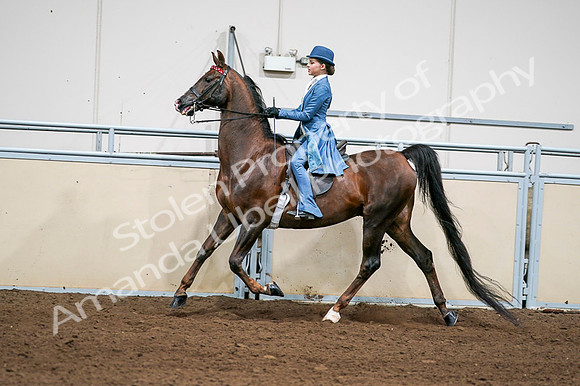 2020 - AB Morgan Horse - Fri, Sept 04 - 04954