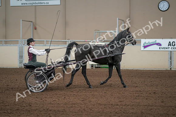 2019 Morgan Horse Show - Aug 31, 2019 - 04701