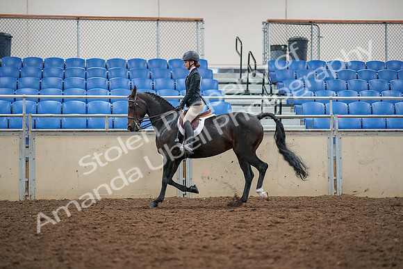 2019 Morgan Horse Show - Aug 30, 2019 - 23180