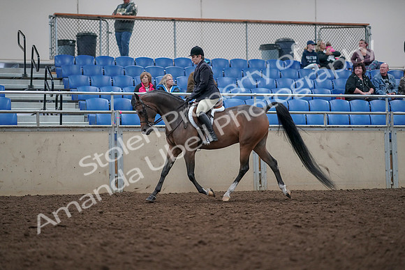 2019 Morgan Horse Show - Aug 31, 2019 - 15929