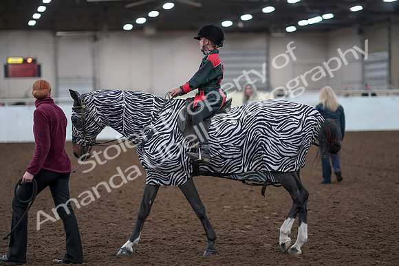 2019 Morgan Horse Show - Aug 31, 2019 - 10062