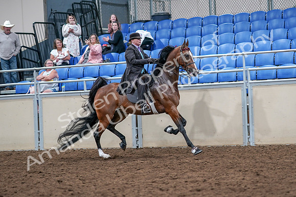 2020 - AB Morgan Horse - Sat, Sept 05 - 13218