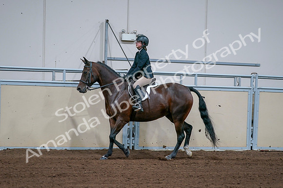 2020 - AB Morgan Horse - Fri, Sept 04 - 01666