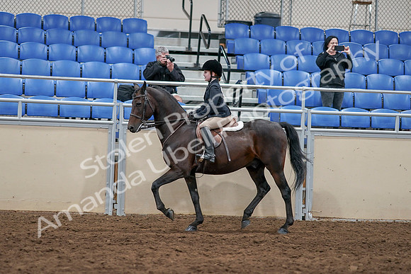 2020 - AB Morgan Horse - Sun, Sept 06 - 07827