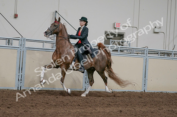 2020 - AB Morgan Horse - Fri, Sept 04 - 09726