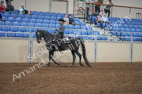 2020 - AB Morgan Horse - Fri, Sept 04 - 08286