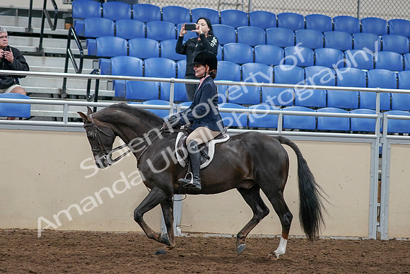2020 - AB Morgan Horse - Sun, Sept 06 - 07966