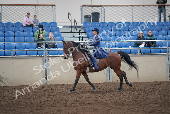 2019 Morgan Horse Show - Aug 31, 2019 - 09453