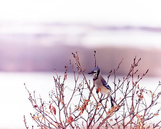 Birds - 027