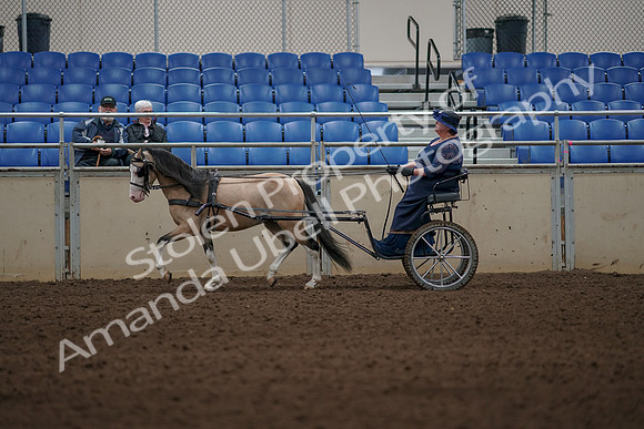 2019 Morgan Horse Show - Aug 31, 2019 - 04287