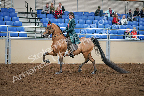 2020 - AB Morgan Horse - Sat, Sept 05 - 13771