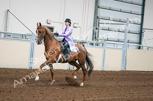 2020 - AB Morgan Horse - Fri, Sept 04 - 04906