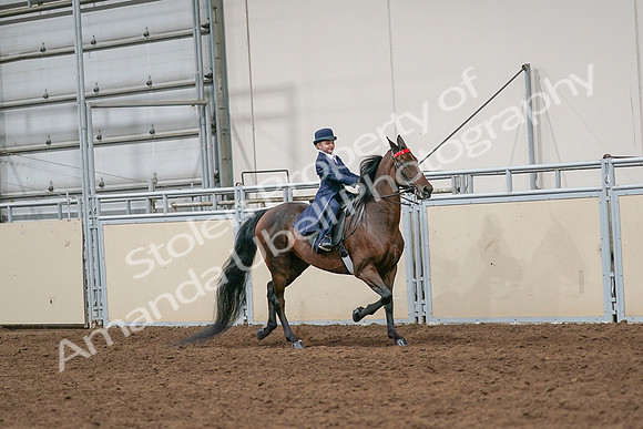 2020 - AB Morgan Horse - Sat, Sept 05 - 04828