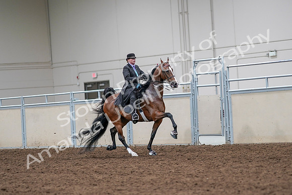 2020 - AB Morgan Horse - Sat, Sept 05 - 13191