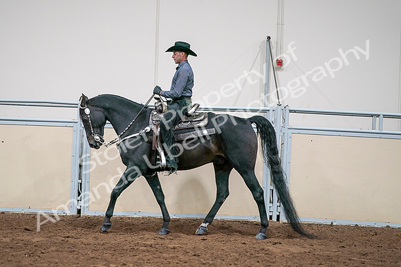 2020 - AB Morgan Horse - Fri, Sept 04 - 08553