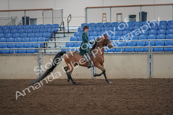 2019 Morgan Horse Show - Aug 30, 2019 - 28129