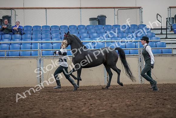 2019 Morgan Horse Show - Aug 31, 2019 - 03616