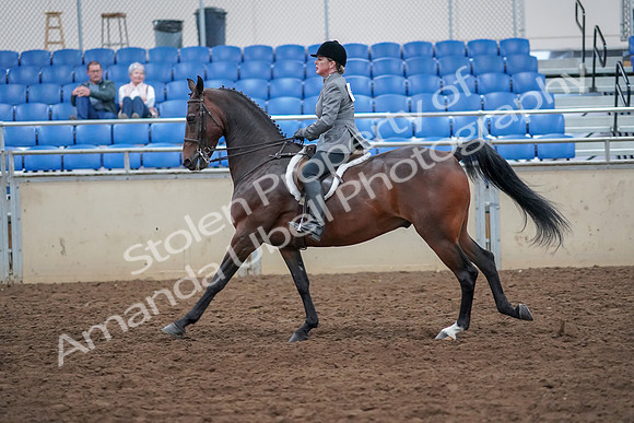 2019 Morgan Horse Show - Aug 30, 2019 - 20623
