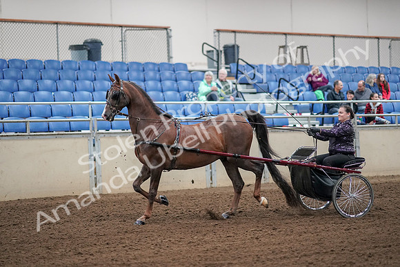 2019 Morgan Horse Show - Aug 30, 2019 - 13071