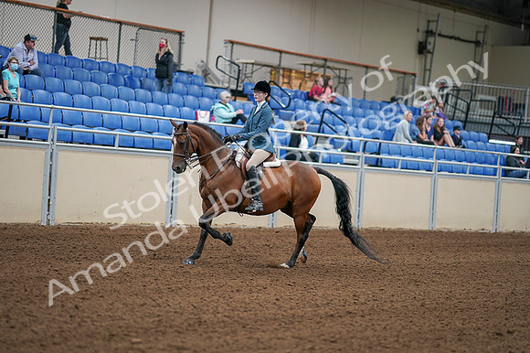 2020 - AB Morgan Horse - Fri, Sept 04 - 03962