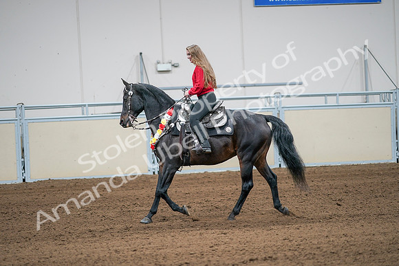 2020 - AB Morgan Horse - Sat, Sept 05 - 10412