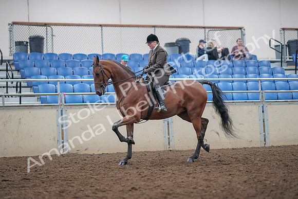 2019 Morgan Horse Show - Aug 31, 2019 - 14842
