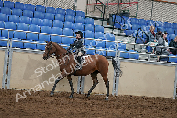 2020 - AB Morgan Horse - Sun, Sept 06 - 07941