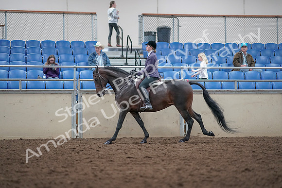 2019 Morgan Horse Show - Aug 31, 2019 - 15050