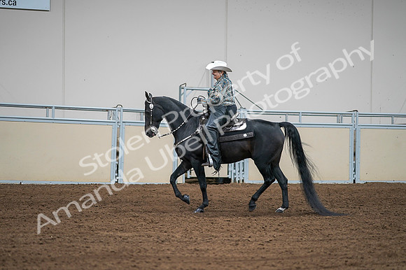 2020 - AB Morgan Horse - Fri, Sept 04 - 03611
