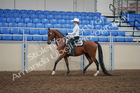 2020 - AB Morgan Horse - Fri, Sept 04 - 03489