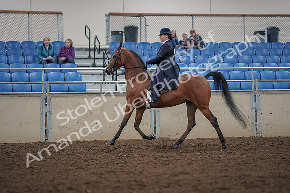 2019 Morgan Horse Show - Aug 30, 2019 - 28369