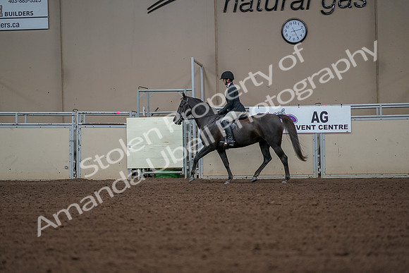 2019 Morgan Horse Show - Aug 30, 2019 - 14955