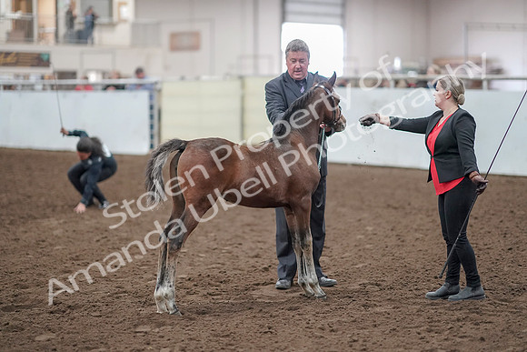 2019 Morgan Horse Show - Aug 31, 2019 - 00918