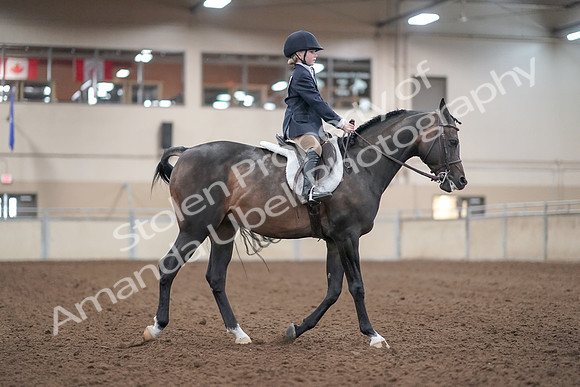 2019 Morgan Horse Show - Aug 31, 2019 - 19667