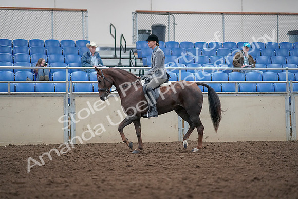 2019 Morgan Horse Show - Aug 31, 2019 - 14758