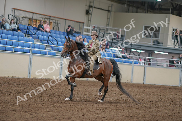 2020 - AB Morgan Horse - Fri, Sept 04 - 11404