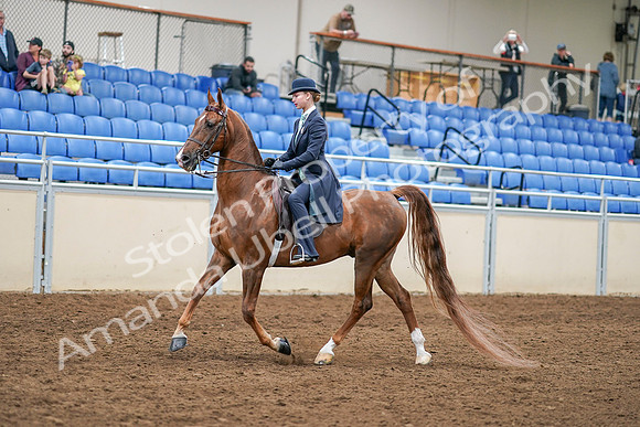 2020 - AB Morgan Horse - Sat, Sept 05 - 02624