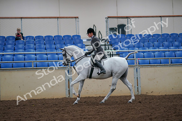 2019 Morgan Horse Show - Aug 30, 2019 - 17454