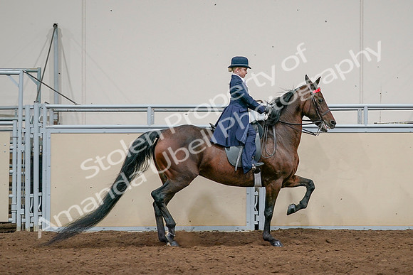 2020 - AB Morgan Horse - Sat, Sept 05 - 04859